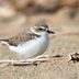 Look for Plover Birds Both on (and off) the Shore