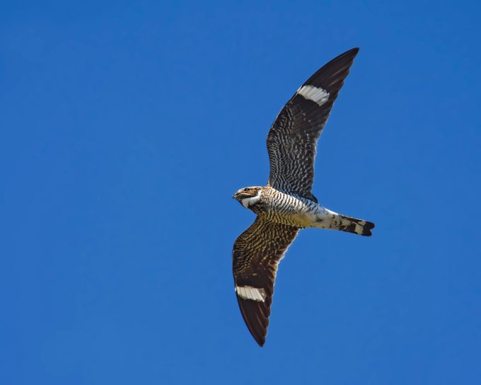 Common Nighthawk