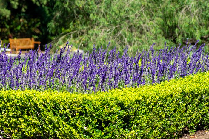 hummingbird wildflowers