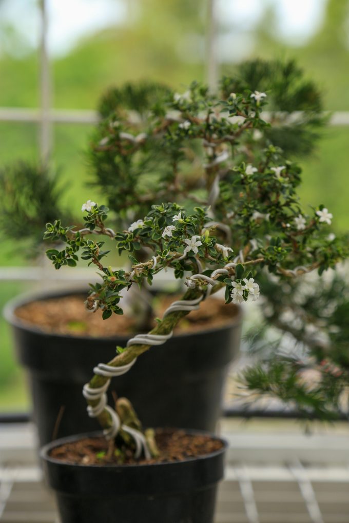 Snowrose the tree of thousand stars