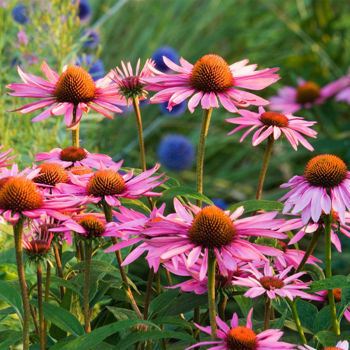 Gettyimages 522653112 Purple Coneflower Clive Nichols