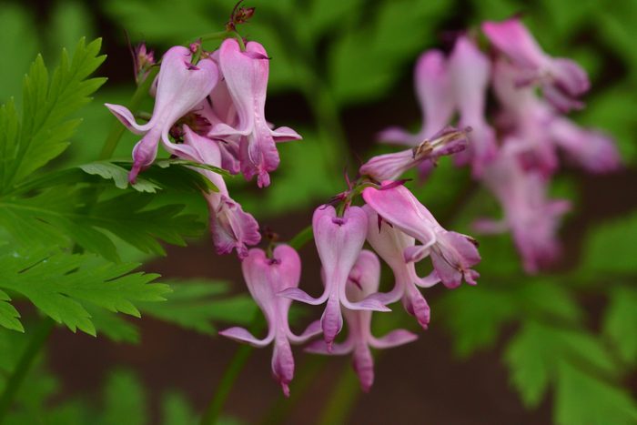 hummingbird wildflowers Dicentra eximia / Wildd or Fringed Bleeding Heart