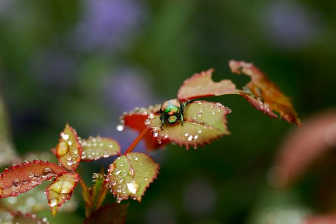 green beetle
