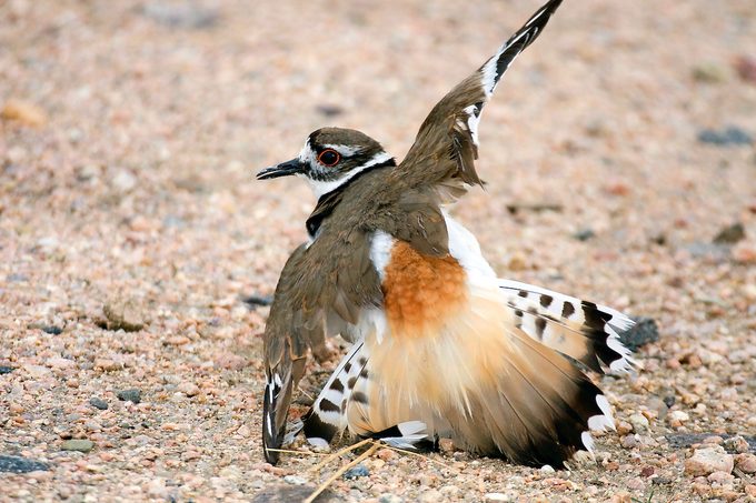 Killdeer performing its broken wing act