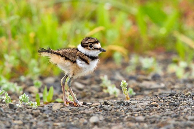 A young killdeer that has already left the nest