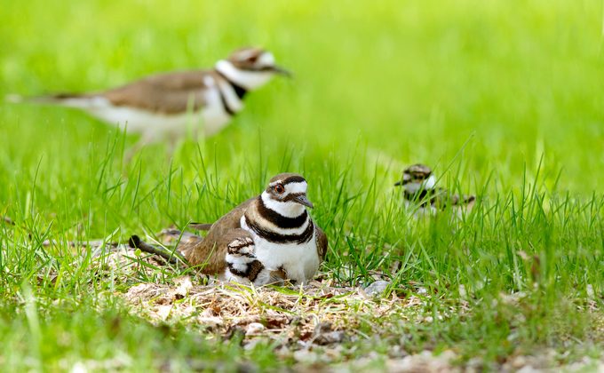 A killdeer family at a nest, which is in a shallow depression on the ground