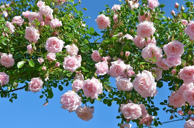 when to fertilize roses Newdawndavidaustinroses
