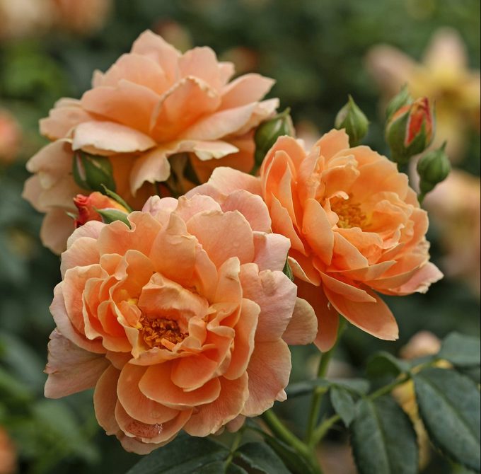 Pw At Last Rose 0, rose problems and solutions