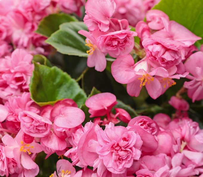 Pw Begonia Double Up Pink 0