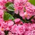 Begonia Care: What You Need to Know