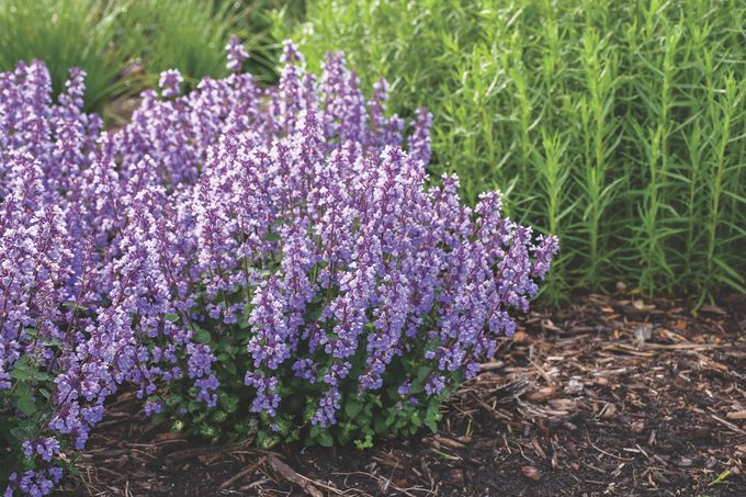 Pwnepeta Cats Pajamas Cymk