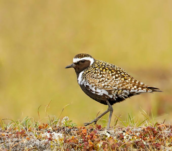 Pacific golden-plover