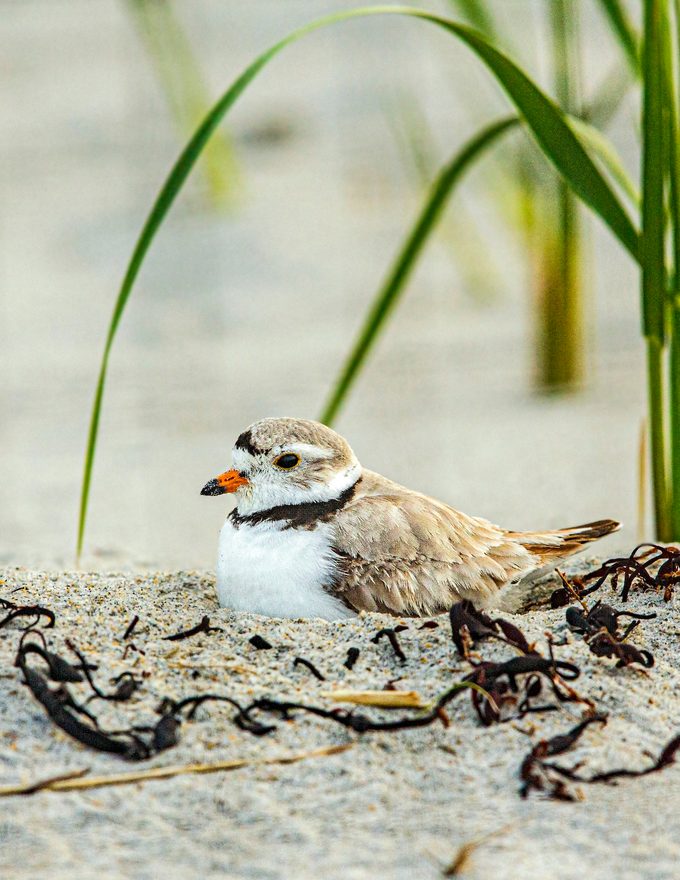 Piping plover