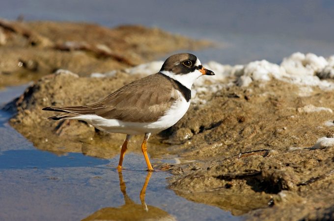 Semipalmated plover