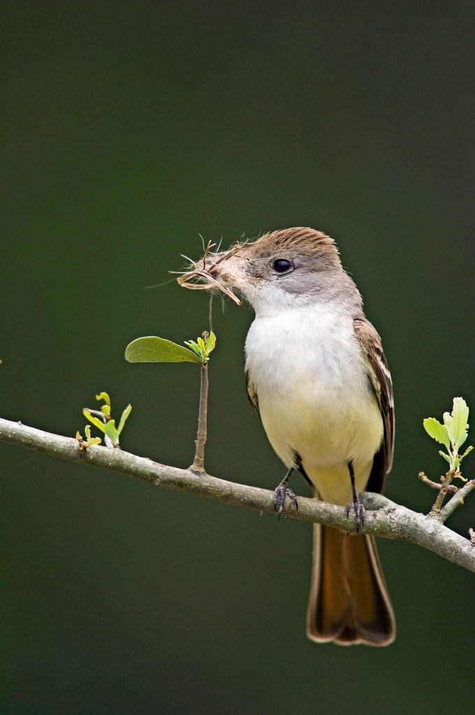 ash-throated flycatcher bird