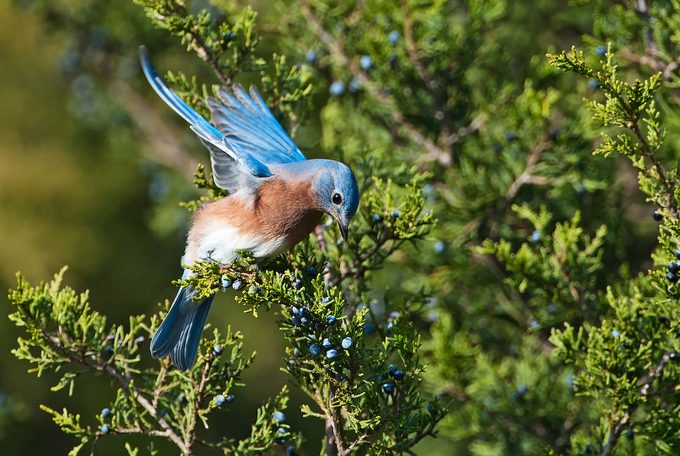 bird garden