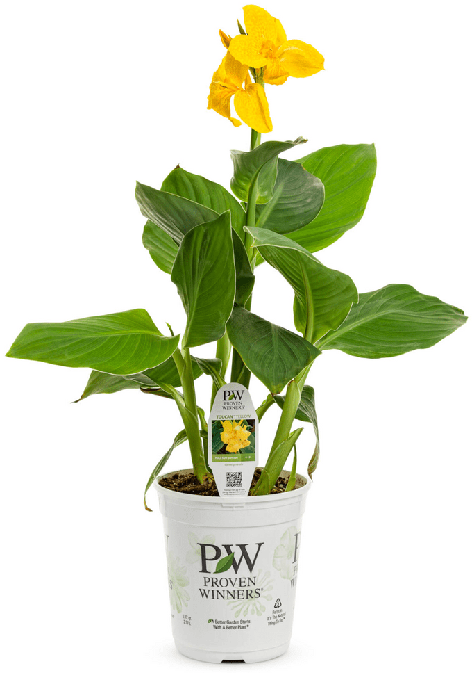 Toucan Yellow cannas flowers