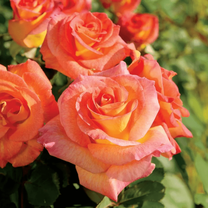 mardi gras rose