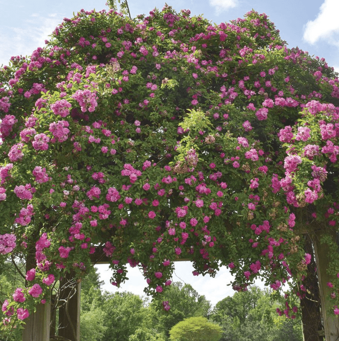 peggy martin rose, do roses need full sun