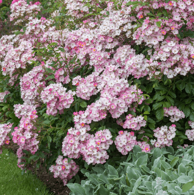 ballerina shrub rose