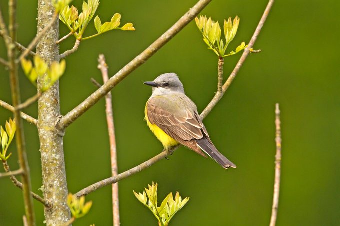 Western Kingbird0870 050711hr