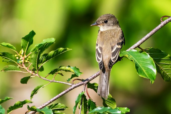 Willow flycatcher bird jb 1a 19.8mb Aug26 2020 1