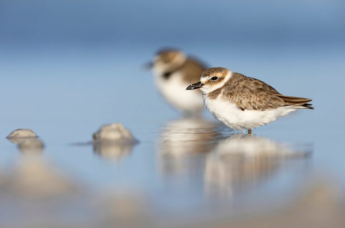 Wilsons Plover Fl Img 6796