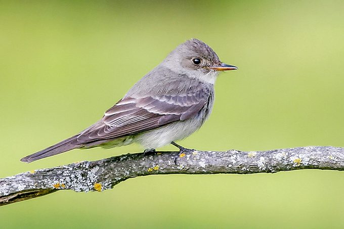 Contopus Sordidulus