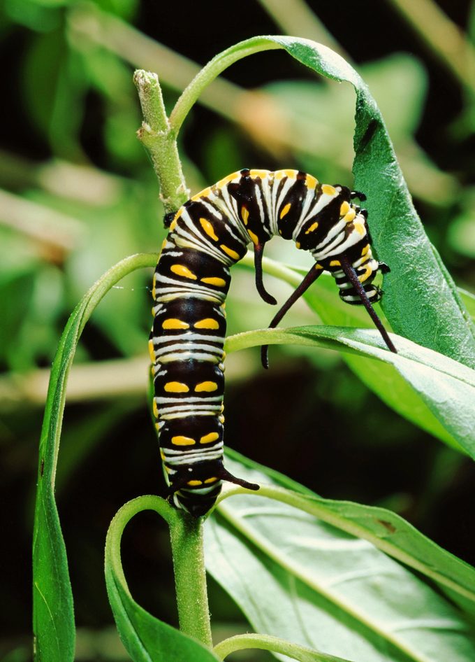 Queen Butterfly Larva Caterpillar (danaus Gilippus)