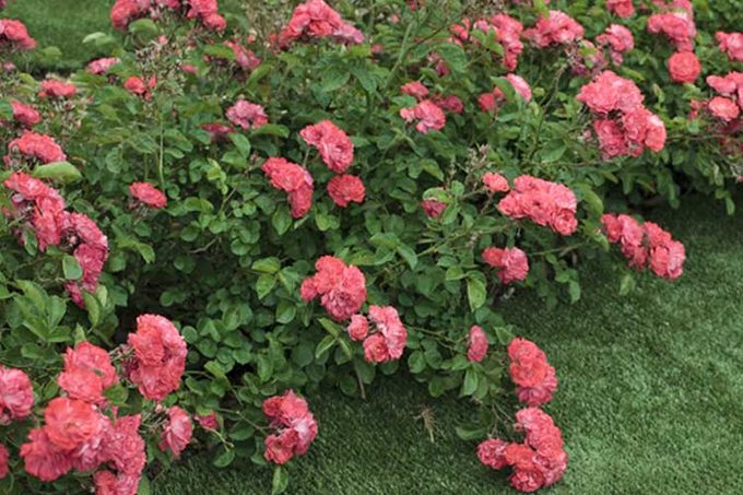 coral drift rose