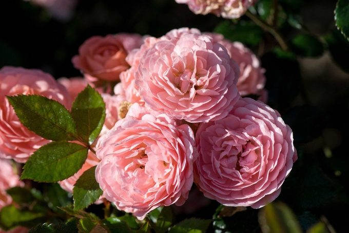 apricot drift rose