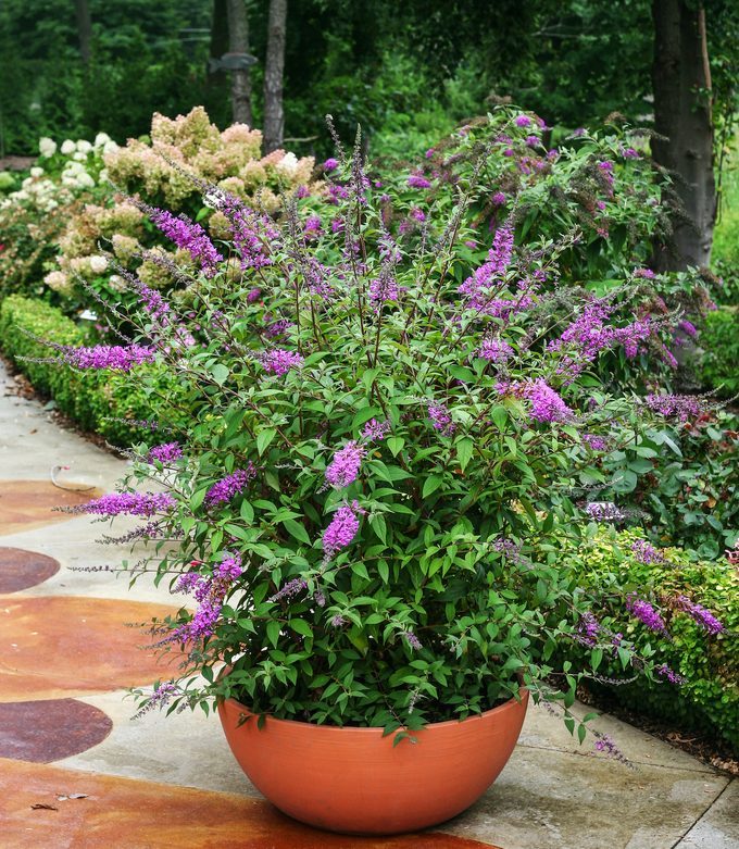 Inspired Violet Buddleia4035