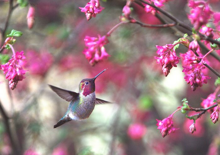 hummingbird characteristics