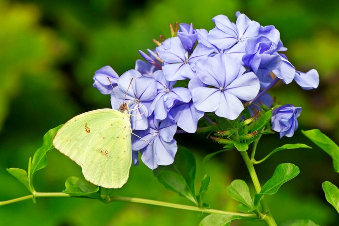 Shutterstock 152713724