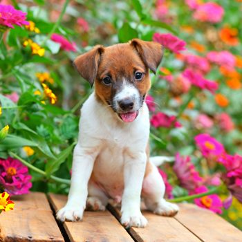 dog friendly backyard