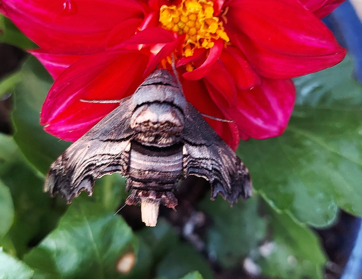 abbott's sphinx moth