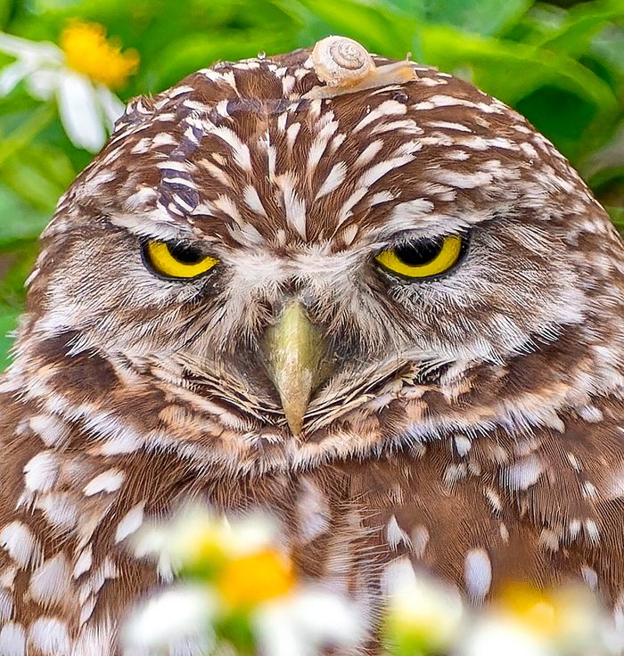 13 Belleshuler Bbxsep23, grumpy birds