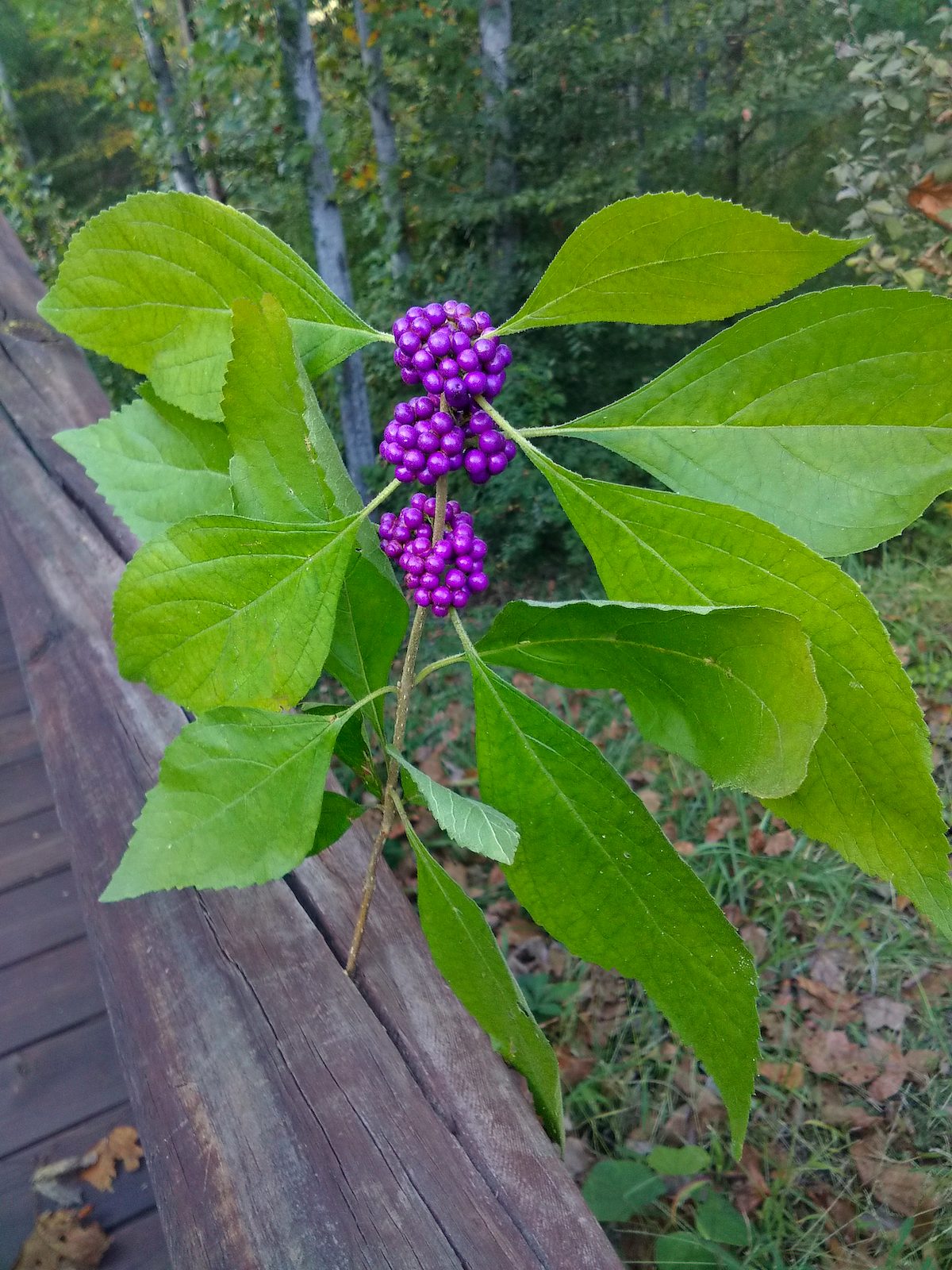 american beautyberry