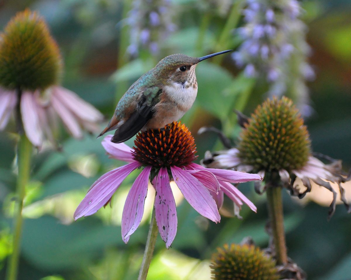 248554740 1 Pam Koch Bnbhc20, pictures of coneflowers