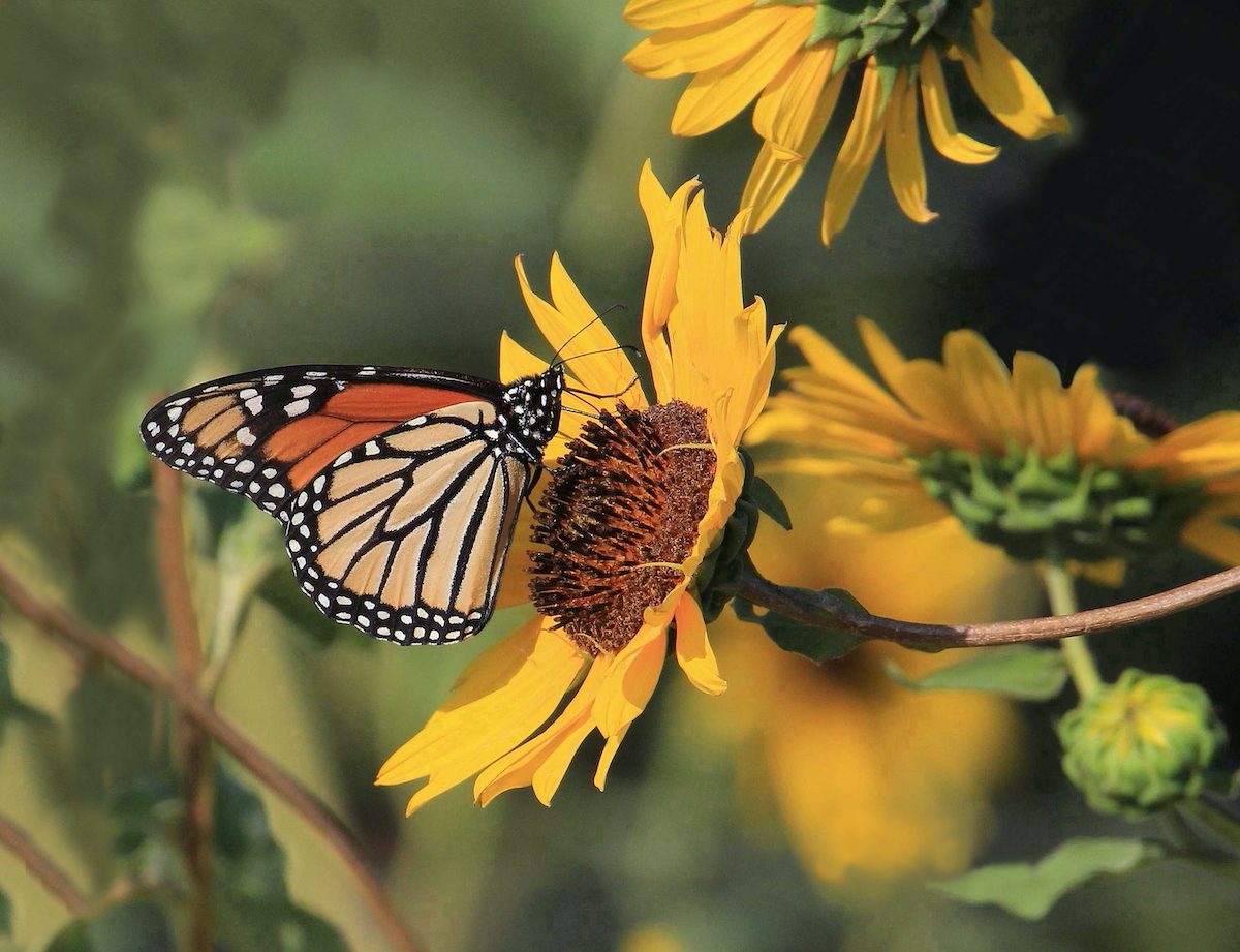 sunflower pictures