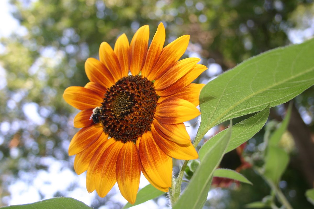 sunflower pictures