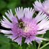 Attract Butterflies With Native Stokes' Aster