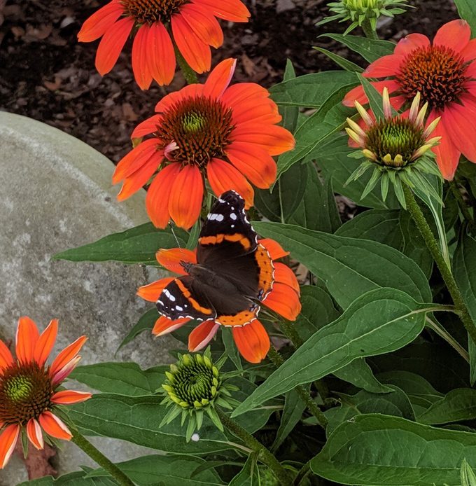 perennial coneflower
