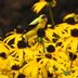Birds and Butterflies Love Black-Eyed Susan Flowers