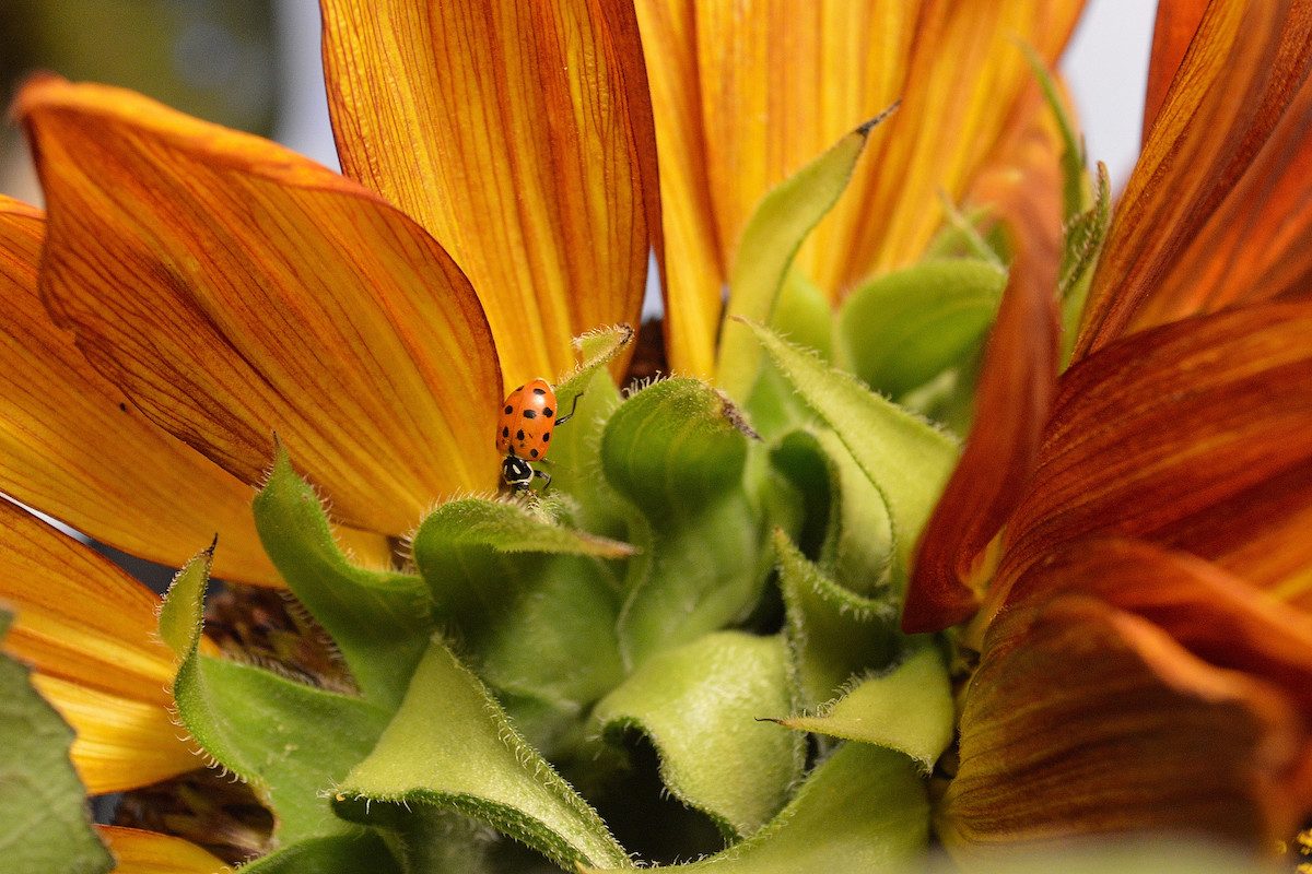 sunflower pictures