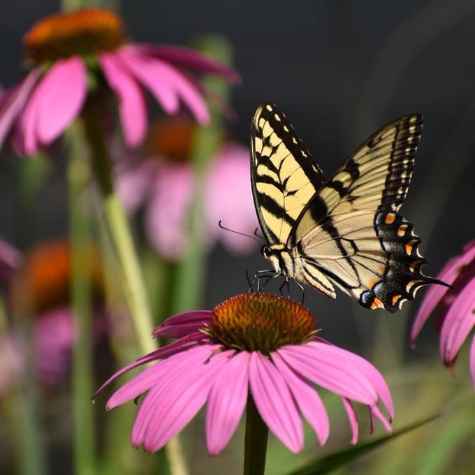 perennial coneflower