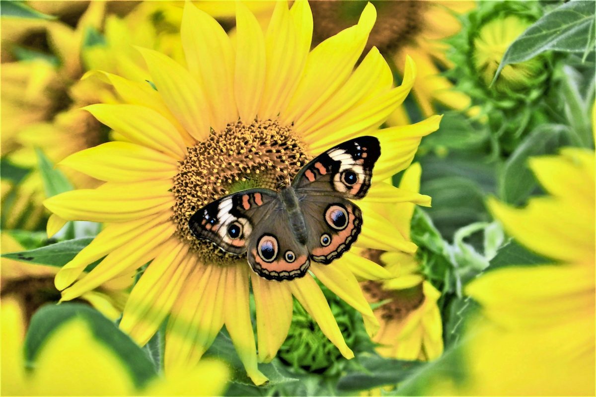 fall annuals, sunflower