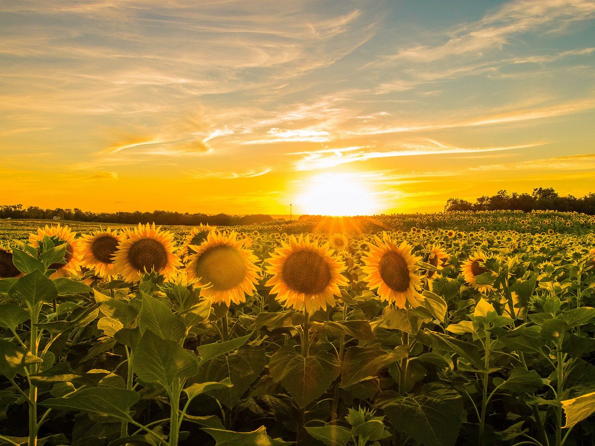 sunflower pictures