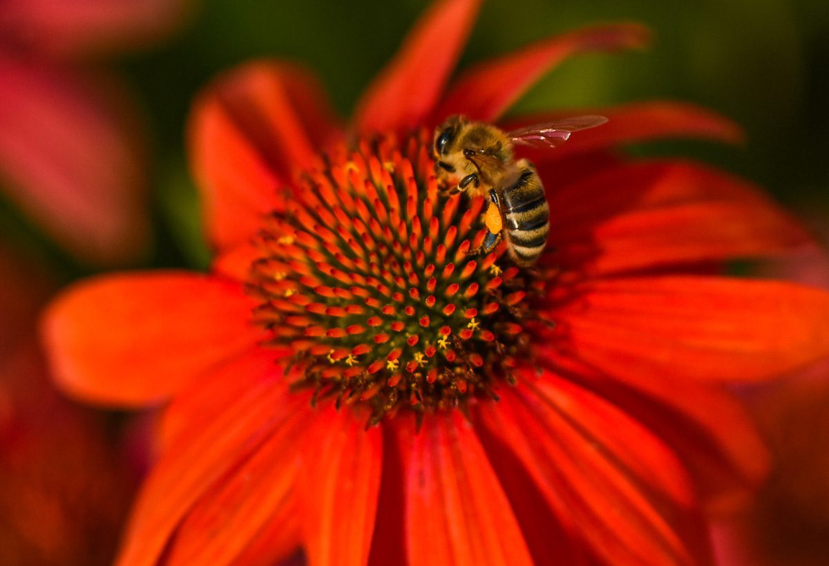 276696611 1 Lynice Anderson Bnb Bypc 2021, pictures of coneflowers
