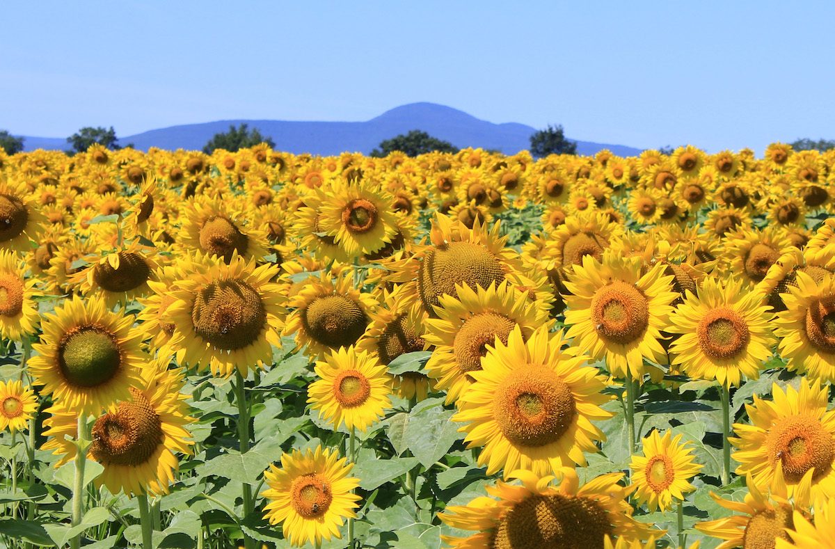 sunflower pictures